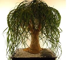 Seeds4planting seeds ponytail for sale  Delivered anywhere in USA 