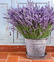 English lavender 300 for sale  Delivered anywhere in UK