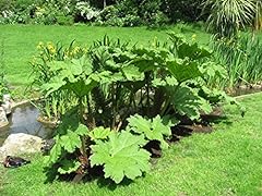Gunnera manicata bareroot for sale  Delivered anywhere in UK