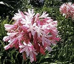 New pink agapanthus for sale  Delivered anywhere in UK