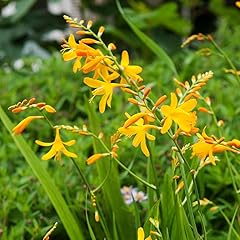 Sunglow crocosmia flower for sale  Delivered anywhere in USA 