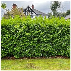 Large cherry laurel for sale  Delivered anywhere in UK