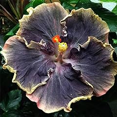 Rare hibiscus seeds for sale  Delivered anywhere in USA 