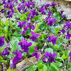 300 perennial sweet for sale  Delivered anywhere in USA 