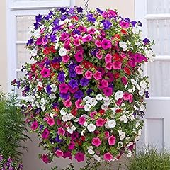Welldales trailing petunia for sale  Delivered anywhere in UK