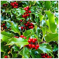 Common holly hedging for sale  Delivered anywhere in UK