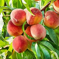 Seedling peach tree for sale  Delivered anywhere in USA 