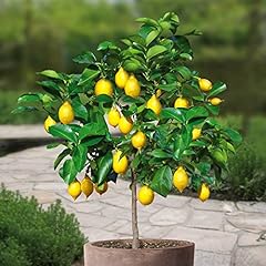 Lemon tree standard for sale  Delivered anywhere in UK