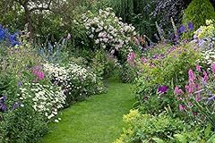Cottage garden favourites for sale  Delivered anywhere in UK