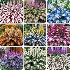 1000 graines hosta d'occasion  Livré partout en France