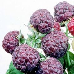 Raspberry plants glencoe for sale  Delivered anywhere in USA 