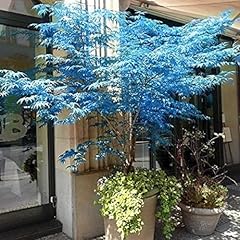 Rare blue maple for sale  Delivered anywhere in USA 