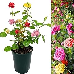 Rose bush trio for sale  Delivered anywhere in Ireland