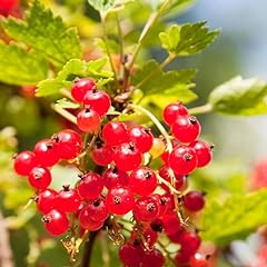 Red lake currant for sale  Delivered anywhere in USA 