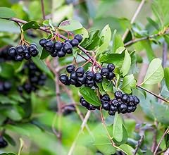 100 black chokeberry for sale  Delivered anywhere in USA 