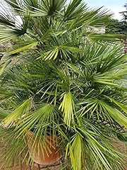 Palmetto palme kleine gebraucht kaufen  Wird an jeden Ort in Deutschland