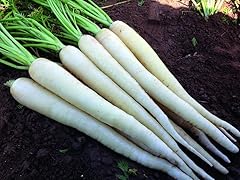 White carrot lunar for sale  Delivered anywhere in USA 