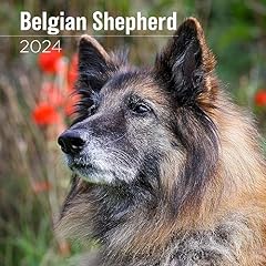 Megacalendars belgian shepherd for sale  Delivered anywhere in USA 