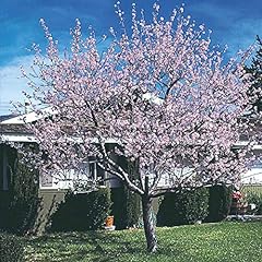 Hall hardy almond for sale  Delivered anywhere in USA 