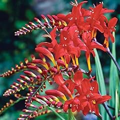 Red crocosmia flower for sale  Delivered anywhere in USA 
