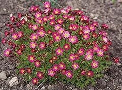 Seeds saxifraga arendsii for sale  Delivered anywhere in Ireland