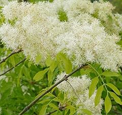 Fraxinus ornus tree for sale  Delivered anywhere in USA 