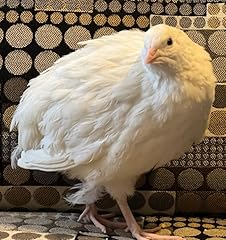 Jumbo xxl white for sale  Delivered anywhere in USA 