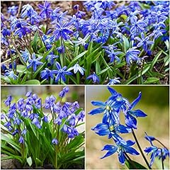 Woodland bulbs scilla for sale  Delivered anywhere in UK