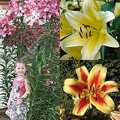 Tree lily collection for sale  Delivered anywhere in UK