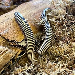 Insectsales.com ivory milliped for sale  Delivered anywhere in USA 