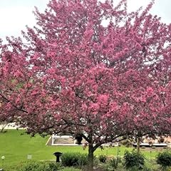 Chuxay garden malus for sale  Delivered anywhere in USA 