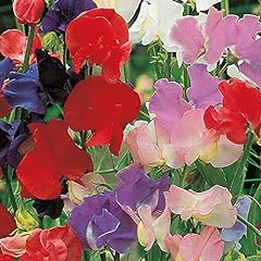 Suttons sweet pea for sale  Delivered anywhere in UK