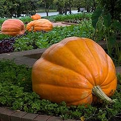 Zucca gigante atlantic usato  Spedito ovunque in Italia 