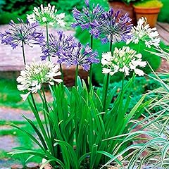 Agapanthus hybrid mixed for sale  Delivered anywhere in UK