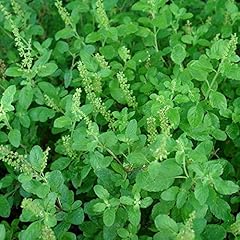 Holy kaprao basil for sale  Delivered anywhere in USA 