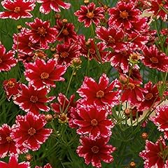 Coreopsis plug plants. for sale  Delivered anywhere in UK