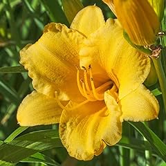 Stella oro daylilies for sale  Delivered anywhere in USA 