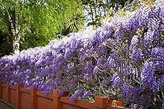 Wisteria plant climbing for sale  Delivered anywhere in UK