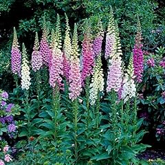 Carbeth plants foxglove for sale  Delivered anywhere in UK