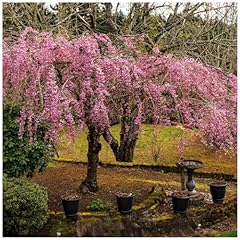 Cheal weeping pink for sale  Delivered anywhere in Ireland