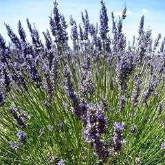 Provence french lavender for sale  Delivered anywhere in USA 