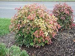 Plants dwarf nandina for sale  Delivered anywhere in USA 