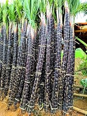 Sugar cane plants for sale  Delivered anywhere in USA 