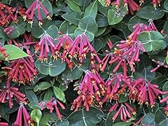 Major wheeler honeysuckle for sale  Delivered anywhere in USA 