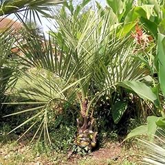 Butia capitata pindo gebraucht kaufen  Wird an jeden Ort in Deutschland