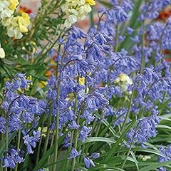 English bluebell outdoor for sale  Delivered anywhere in UK
