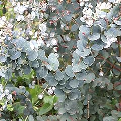Eucalyptus gunnii azura for sale  Delivered anywhere in UK