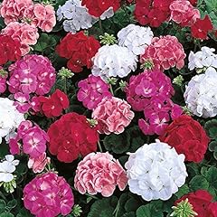 Geranium zonal mixed for sale  Delivered anywhere in UK