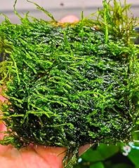 Enchanting aquatic moss for sale  Delivered anywhere in USA 