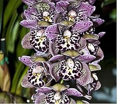 Unique purple spots d'occasion  Livré partout en France